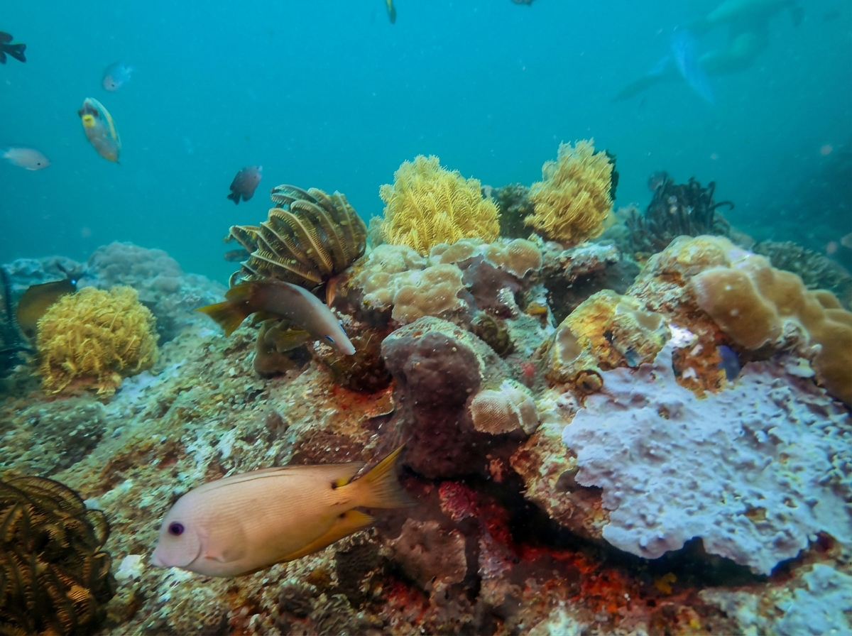 After — reef enhanced