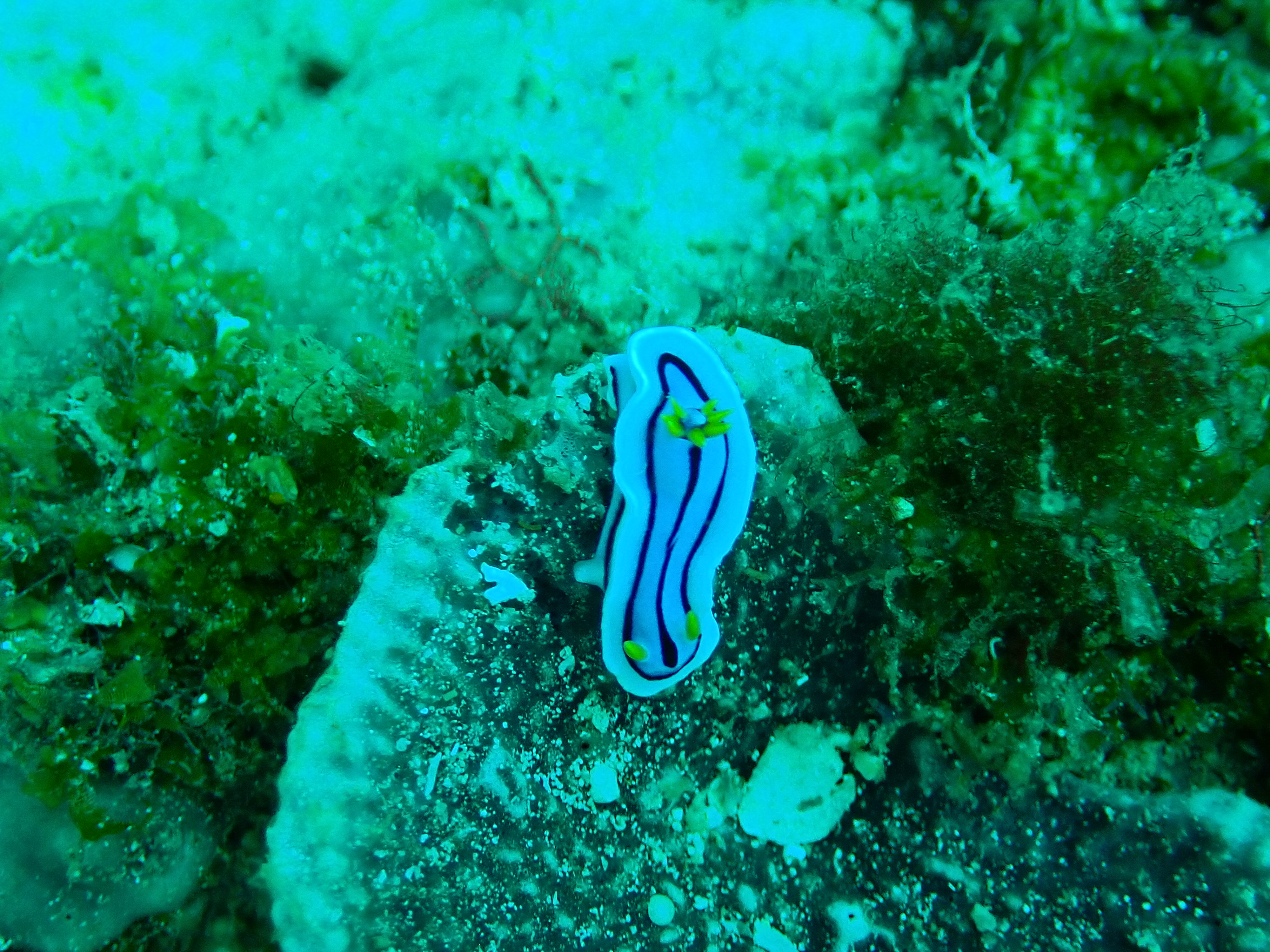 Before — nudibranch