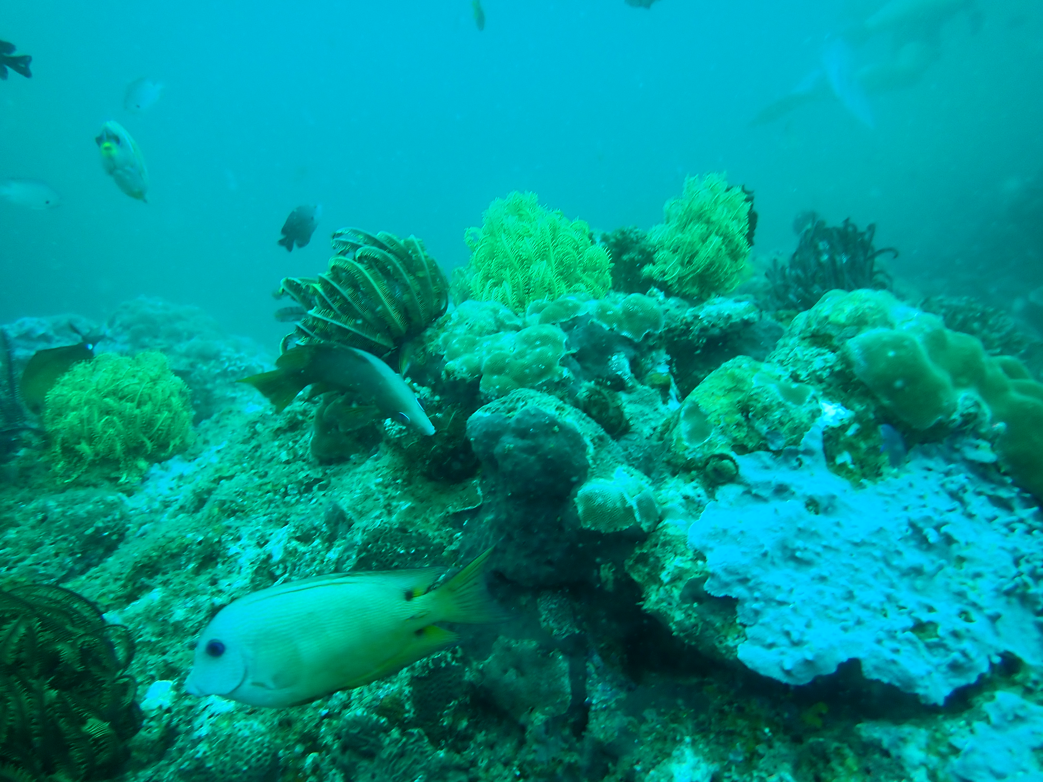 Before — reef scene